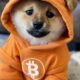 Bitcoin-Based Meme Coin DOG Heads Toward $1 Billion Market Cap On Runes Protocol