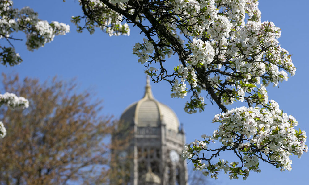 The Haas bell tower framed by a tree branch covered in white flowers in springtime