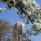 The Haas bell tower framed by a tree branch covered in white flowers in springtime