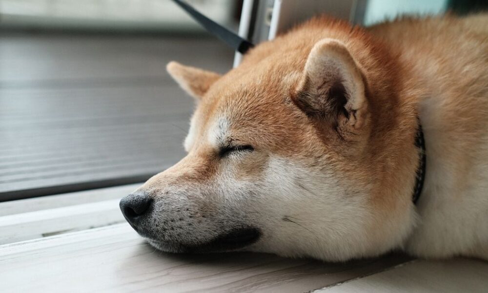 Dogecoin (DOGE) Prices Fall as Traders Bet Against Tokens, “Memecoin Summer on Hold,” Some Say