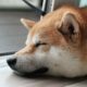 Dogecoin (DOGE) Prices Fall as Traders Bet Against Tokens, “Memecoin Summer on Hold,” Some Say