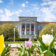 Looking towards Carrington Hall through multi-colored tulips.